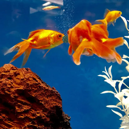 Spirulina Tablets – Premium Aquarium Food for Fish & Shrimp